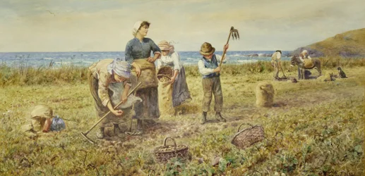 The Potato Harvest
